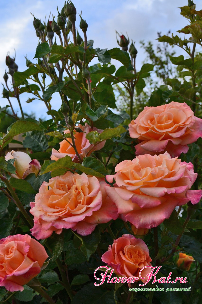 Новые побеги на кусте розы Карамелла - фото