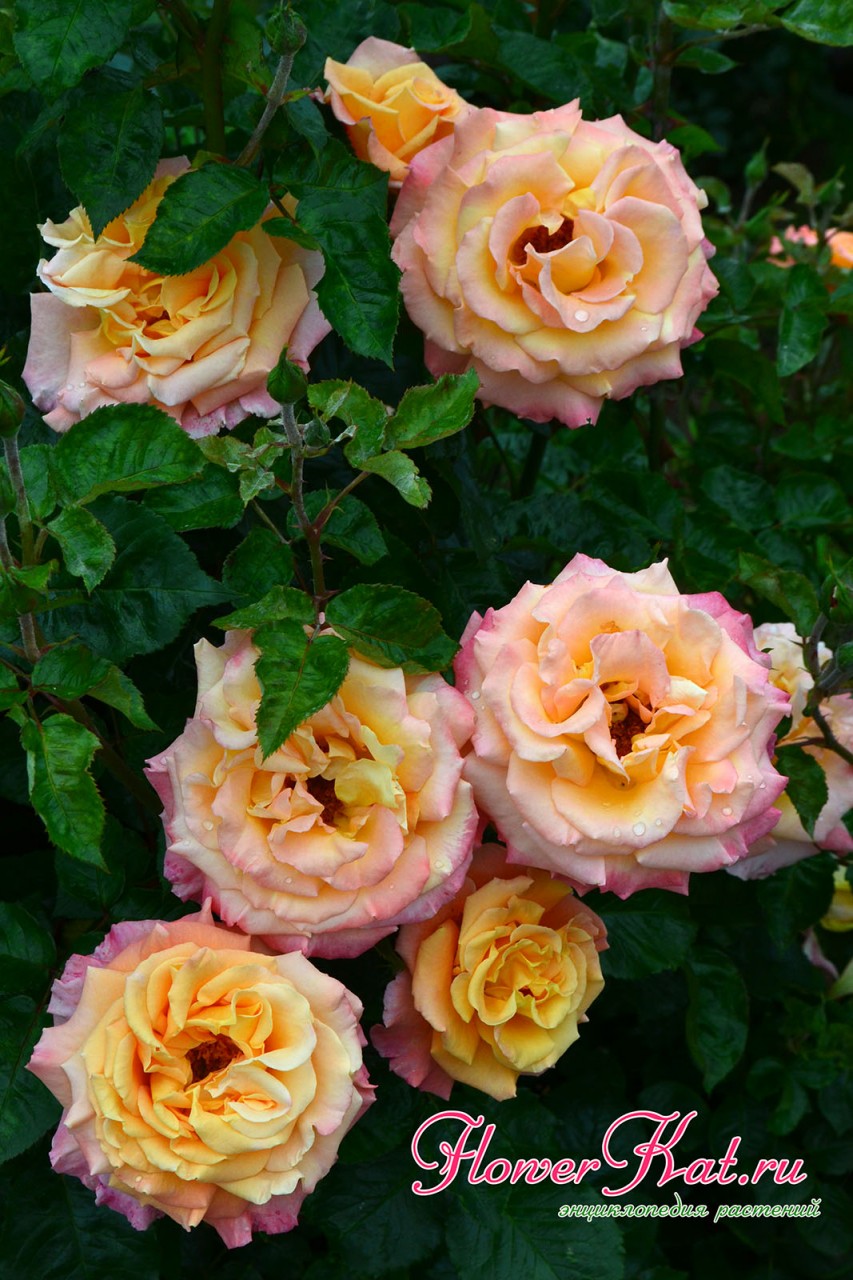 Фото розы Карамелла - нежные оттенки абрикосовых, желтых и малиновых тонов