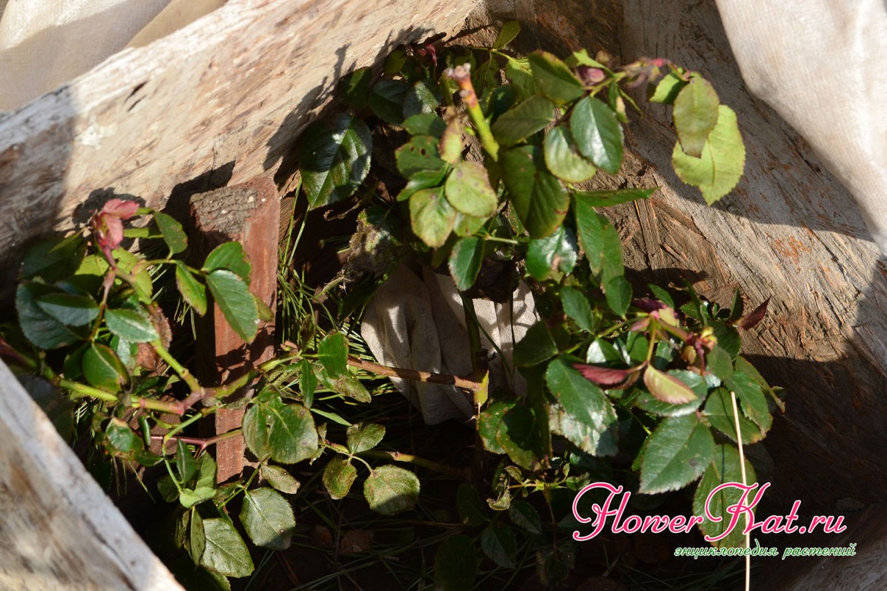 Фотография роз с листвой переживших зиму под укрытием