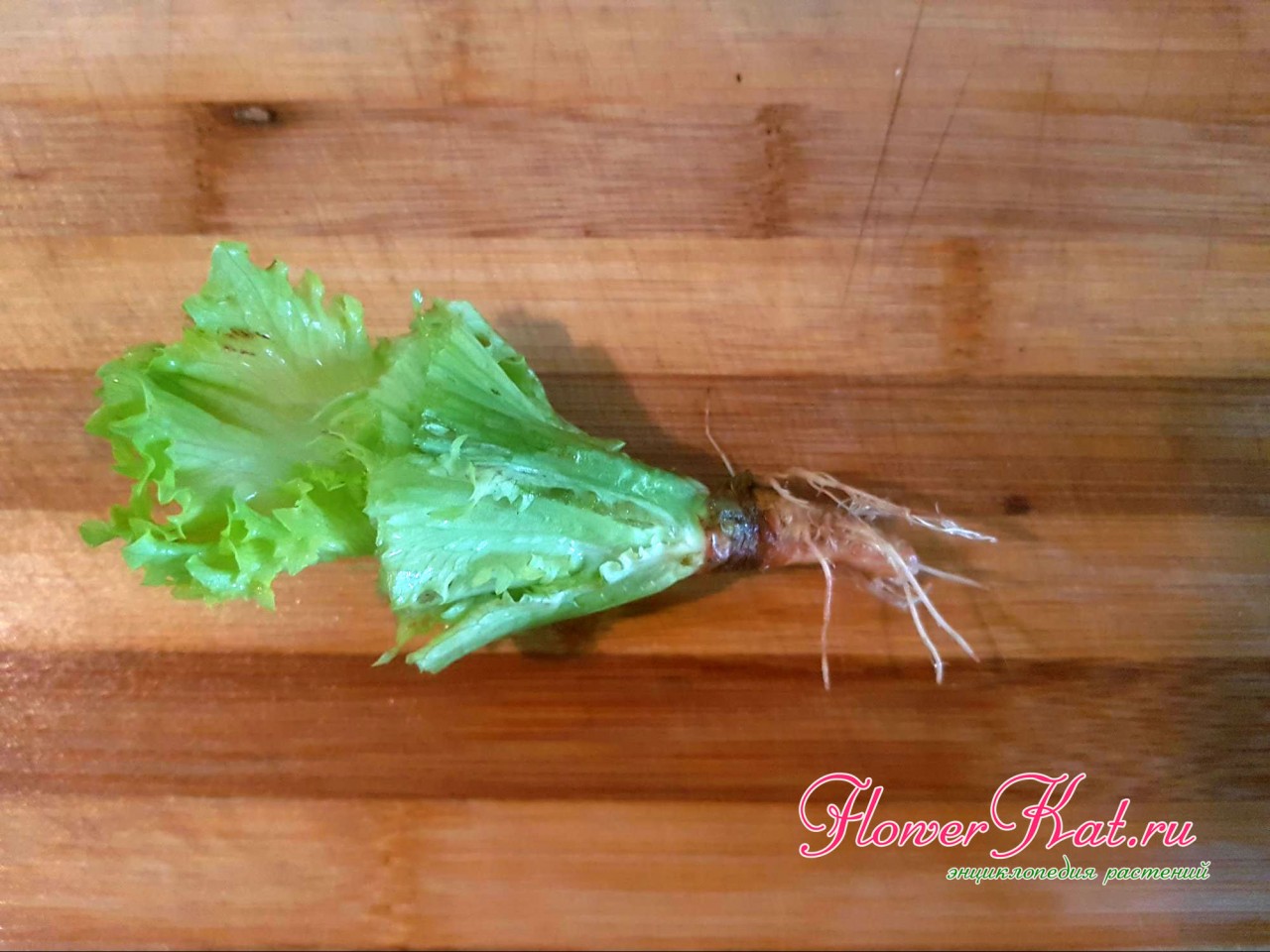 Фото листового салата, прошедшего обработку Энергеном с первыми корешками