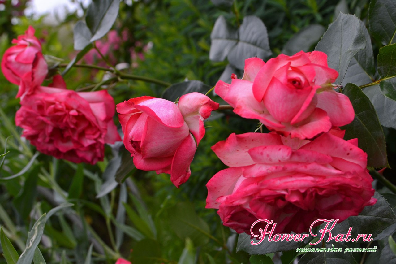 Роза Антик формирует цветоносы по всей высоте куста - фото