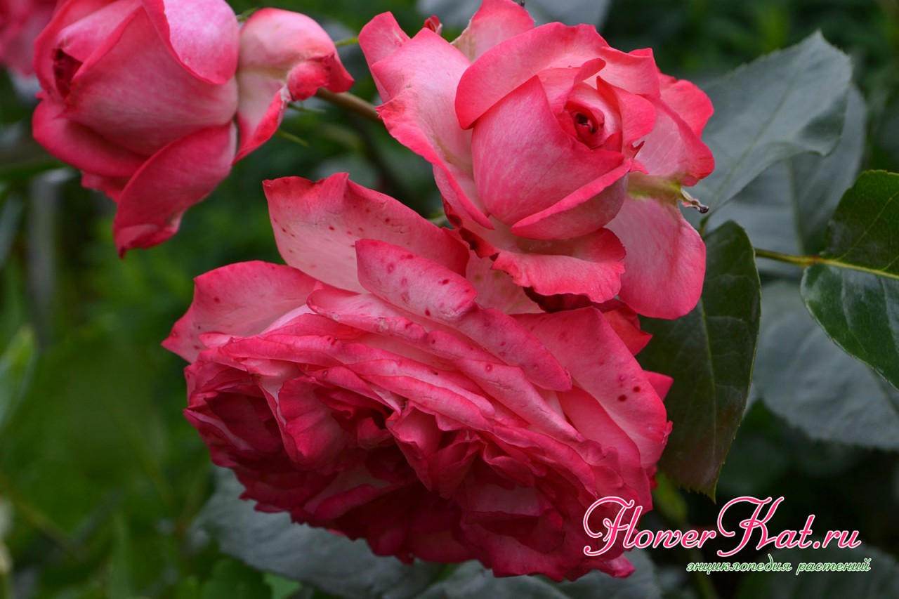 Яркие карминные оттенки на лепестках розы Антик 89