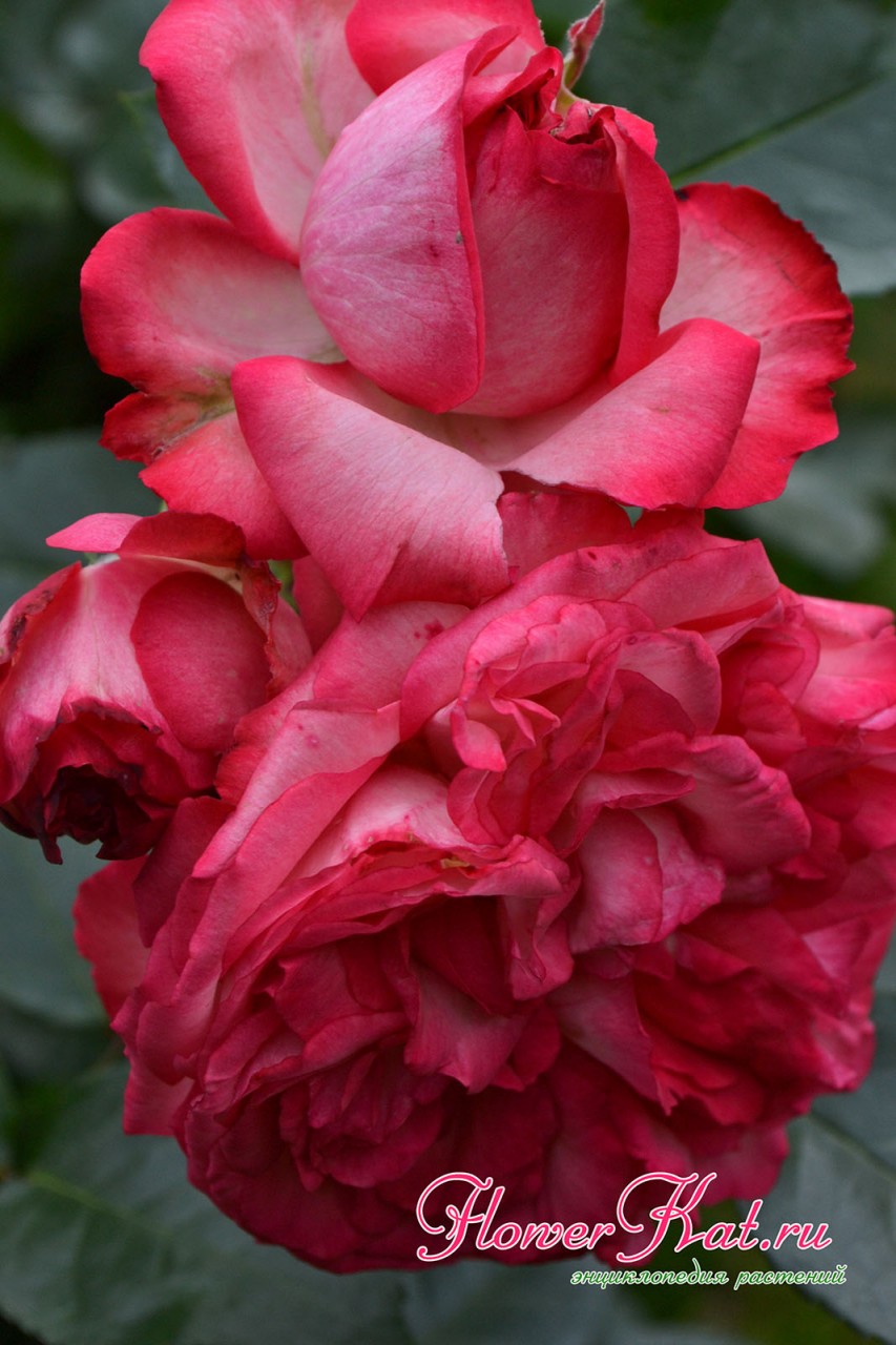 Каждая цветущая ветка розы Антик 89 уникальна