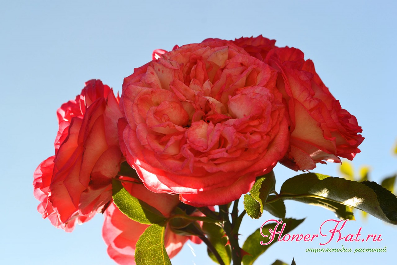 На ярком солнце и в вечерние часы в окраске розы Антик проявляются орнажевые тона - фото