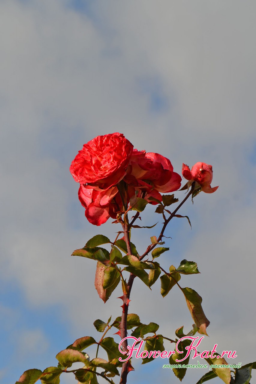 Высокий цветущий побег розы Антик 89 - фото