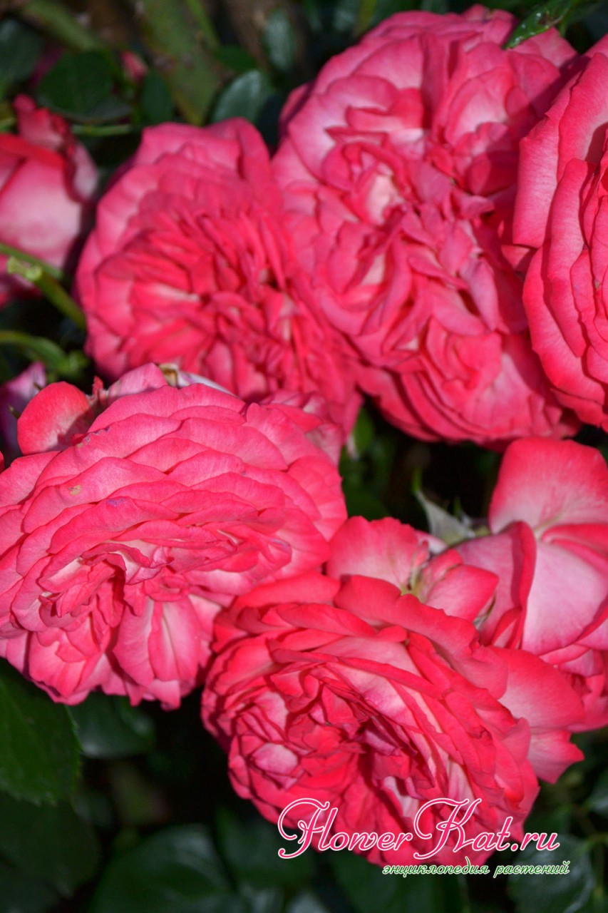 Цветы розы Антик 89 держатся очень долго - фото