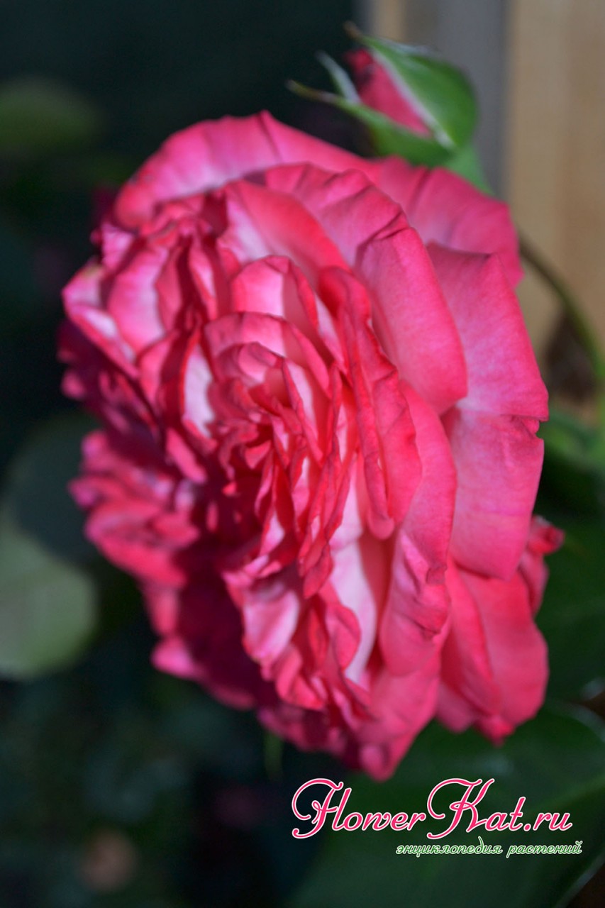 Роза Антик 89 прекрасно самоочищается, лепестки облетают сразу -фото