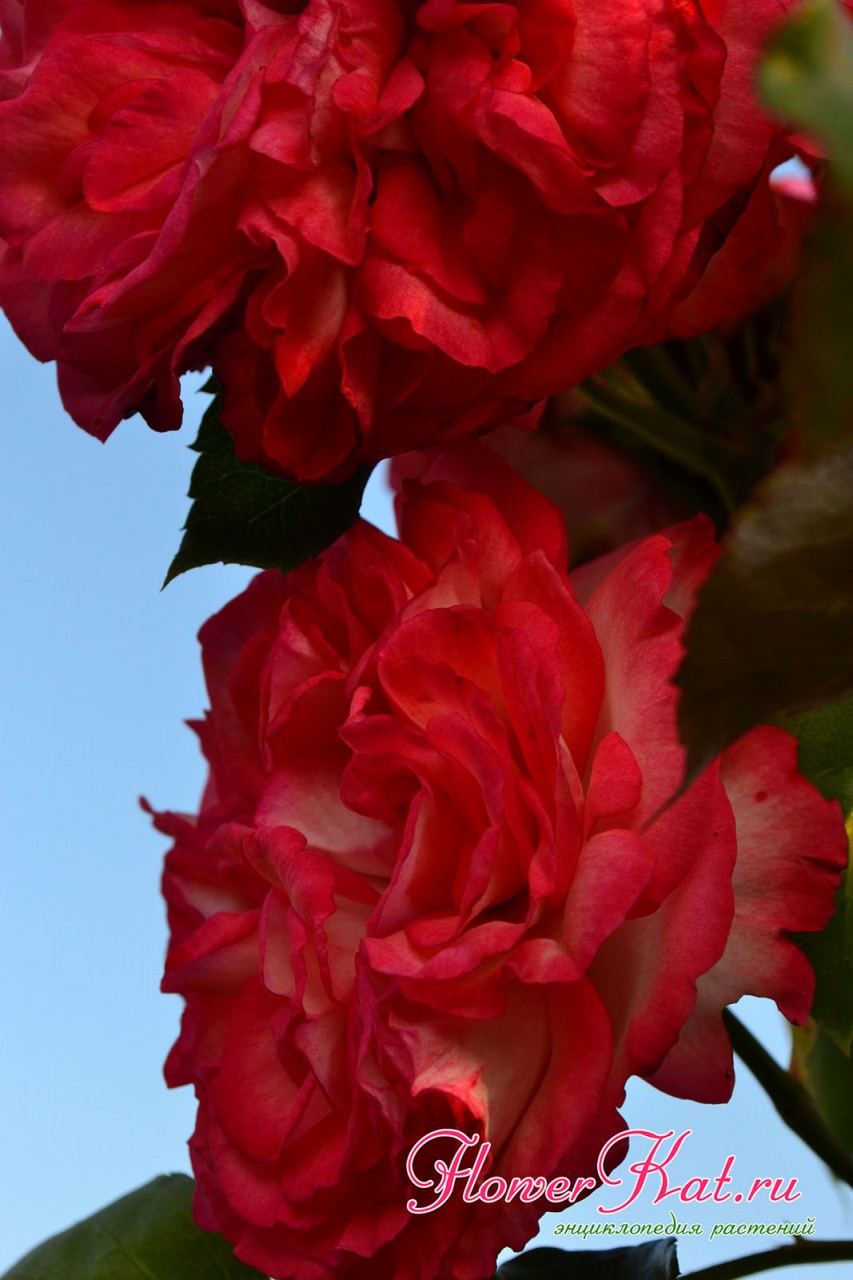Изменение цвета розы Антик 89 на алый - фотография