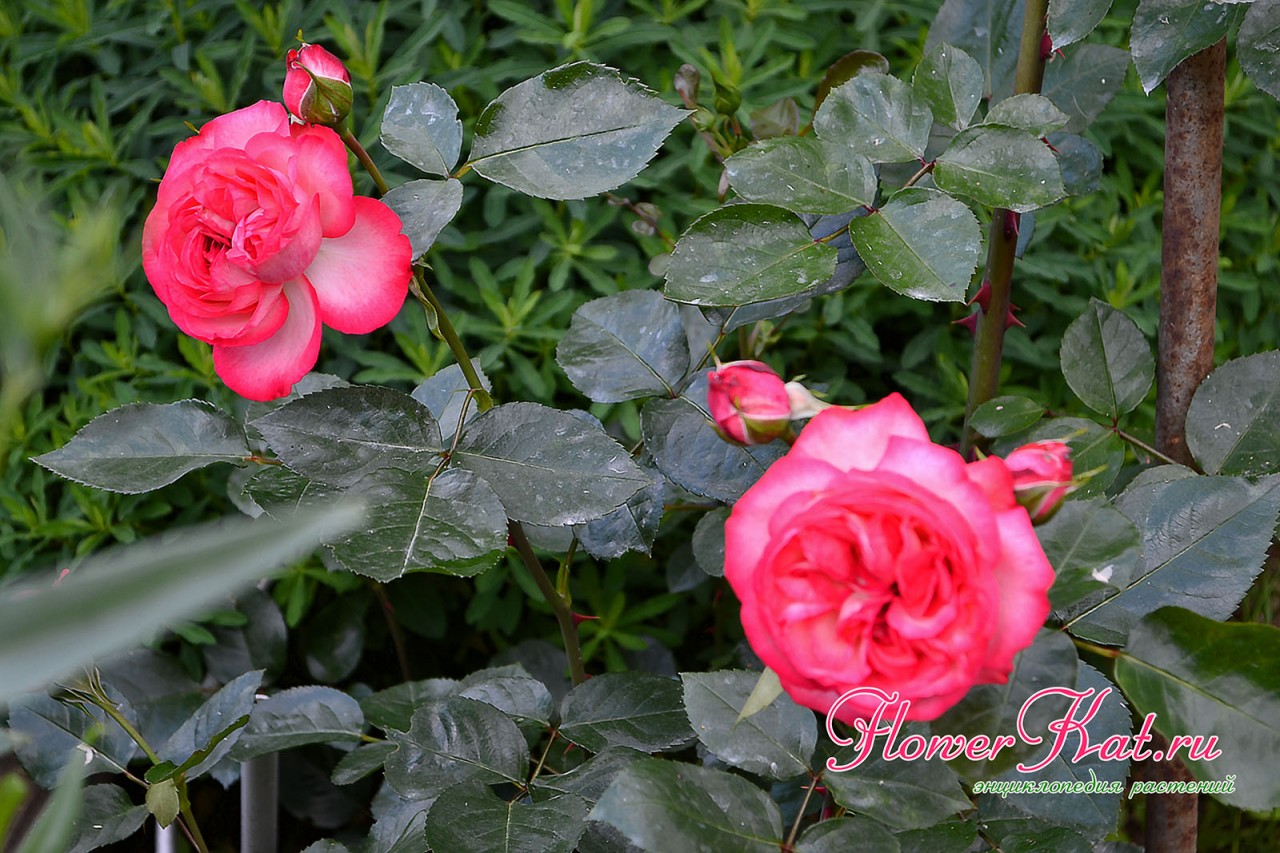 Молодой куст розы Антик 89 зацветает в год посадки - фотография