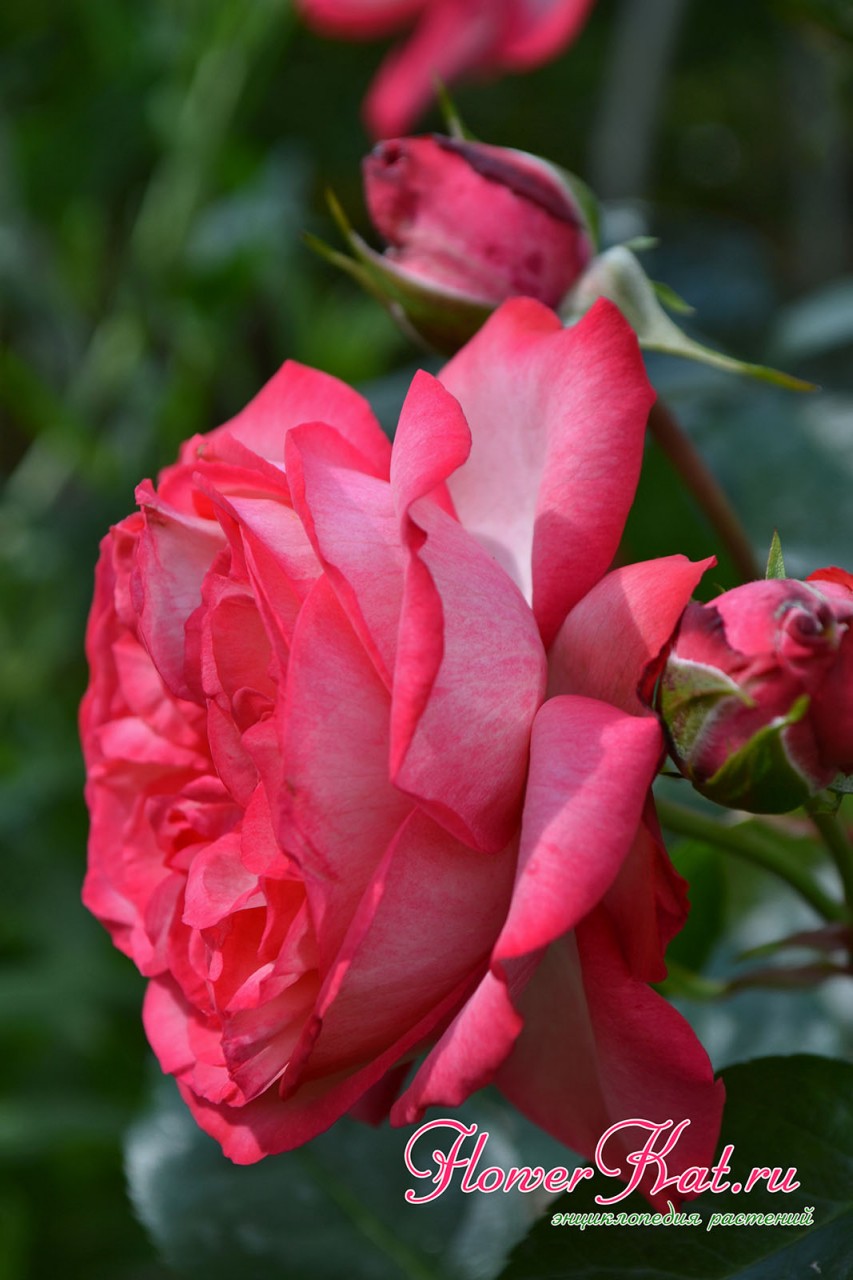 Фото карминно-красных краев лепестков розы Антик 89 
