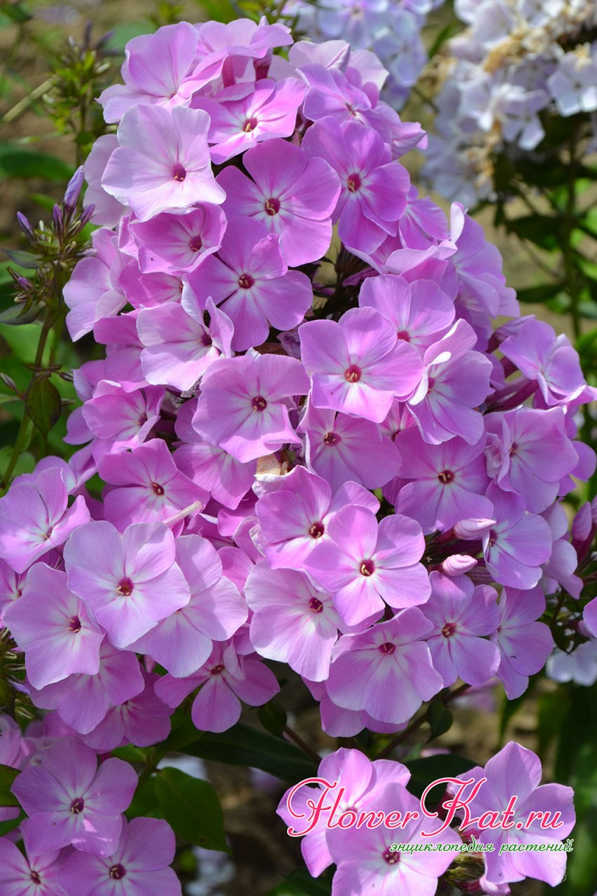 Розовые и лиловые нотки в расцветке флокса Всемил становятся ярче в прохладную погоду - фото