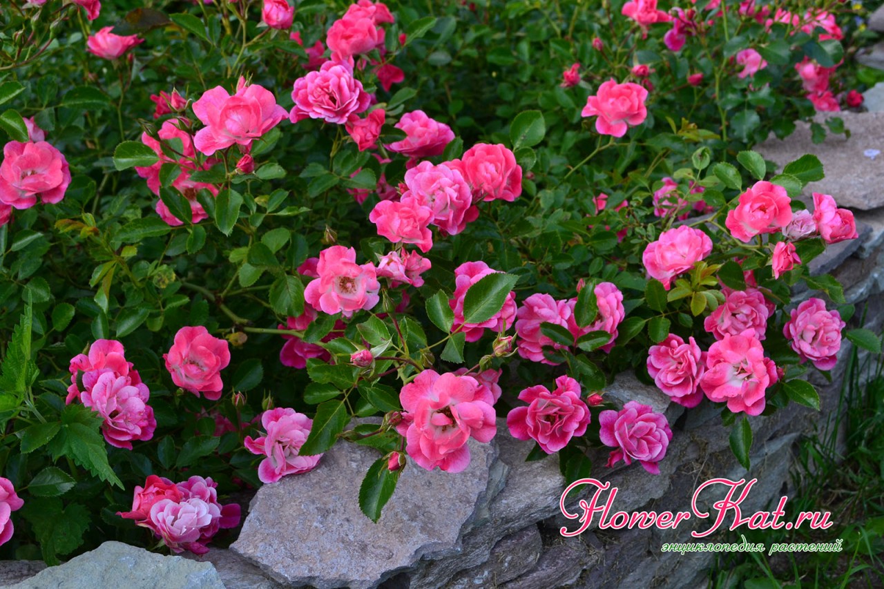 В пасмурную погоду изменяется тональность окраски розы Фуксия Мейяндекор - фото