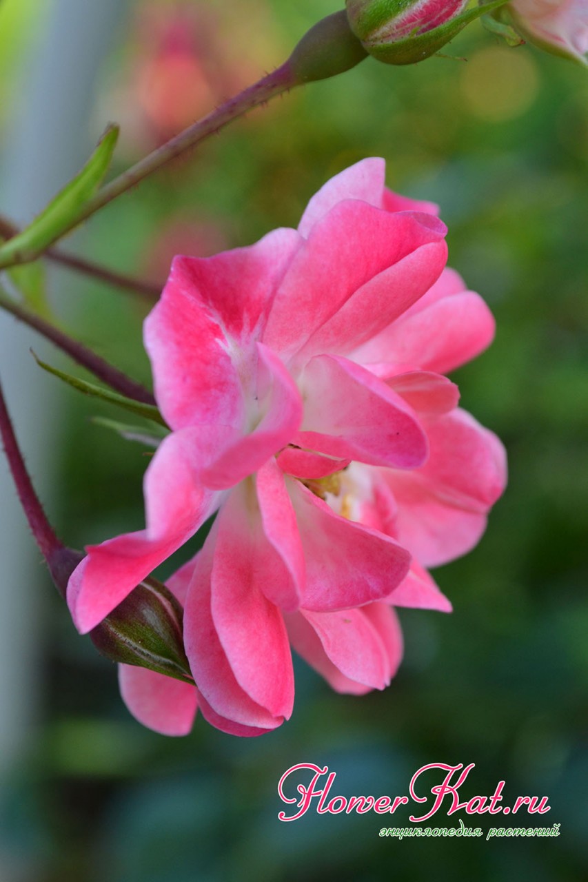 Фото одного цветка розы Фуксия Мейяндекор крупным планом