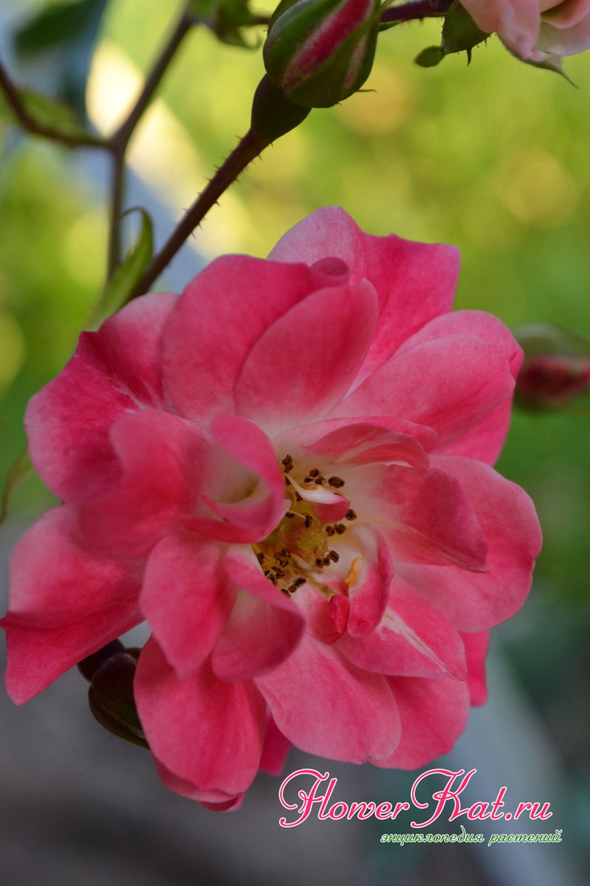 Мягкие цветовые переходы на цветке розы Фуксия