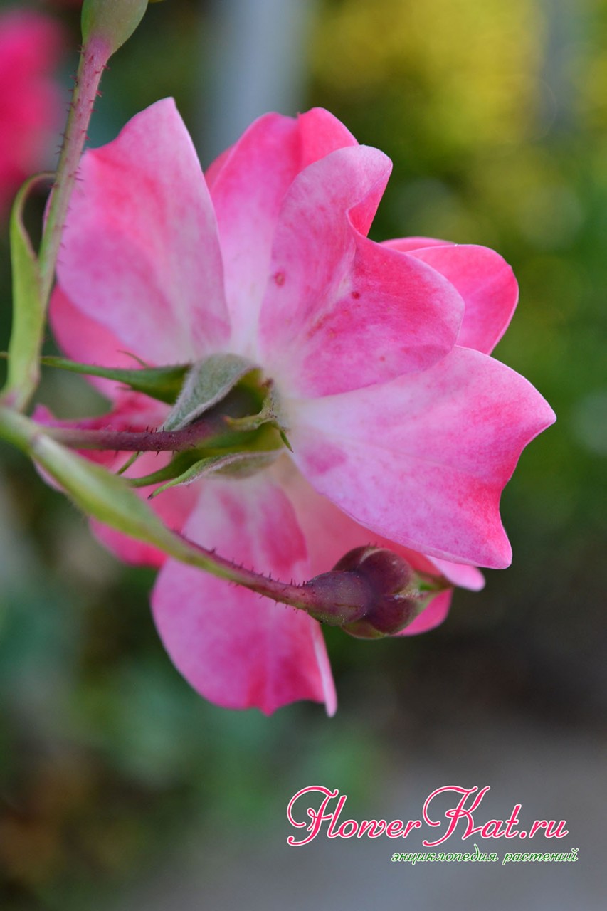 Фото романтичной расцветки розы Фуксия с обратной стороны