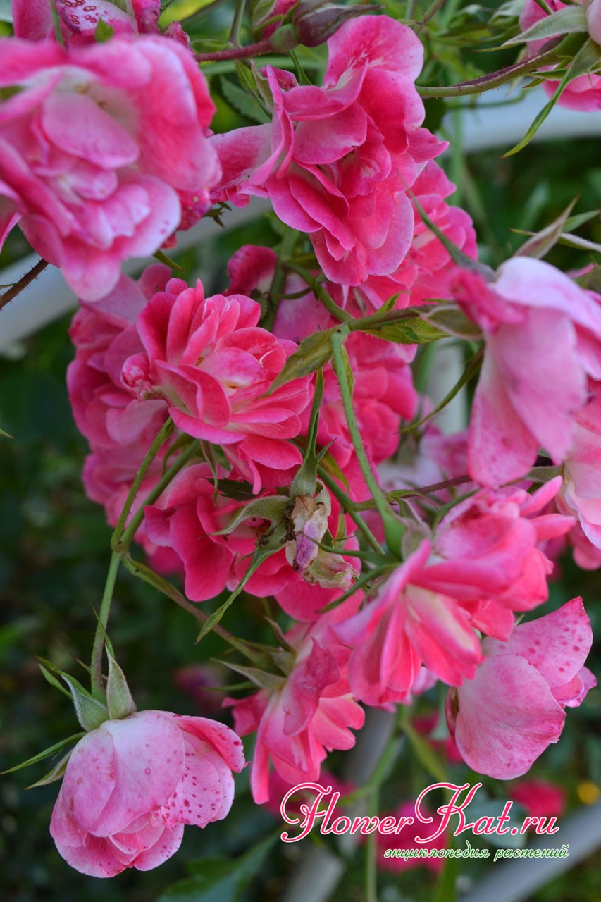 В каждом соцветии розы Фуксия десятки слабомахровых цветов - фото