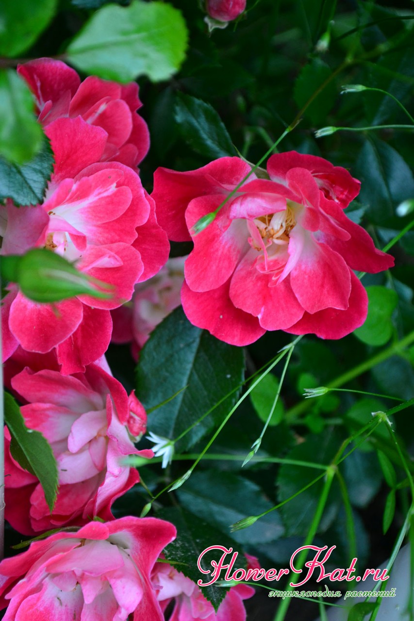 Красные тона с лиловыми тенями начинают доминировать в окраске розы Фуксия в пасмурную погоду - фотография