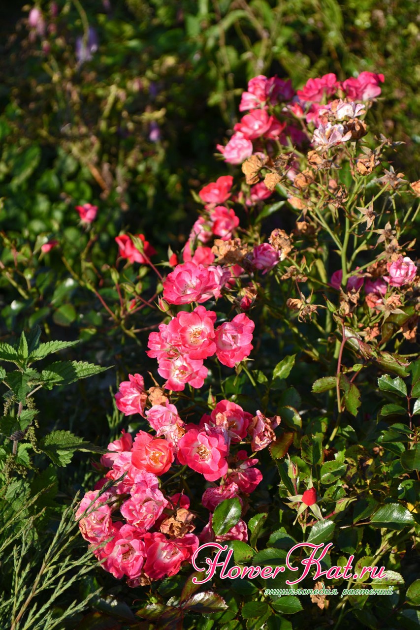 Большая часть отцветших роз засыхает в соцветии Фуксии - фотография