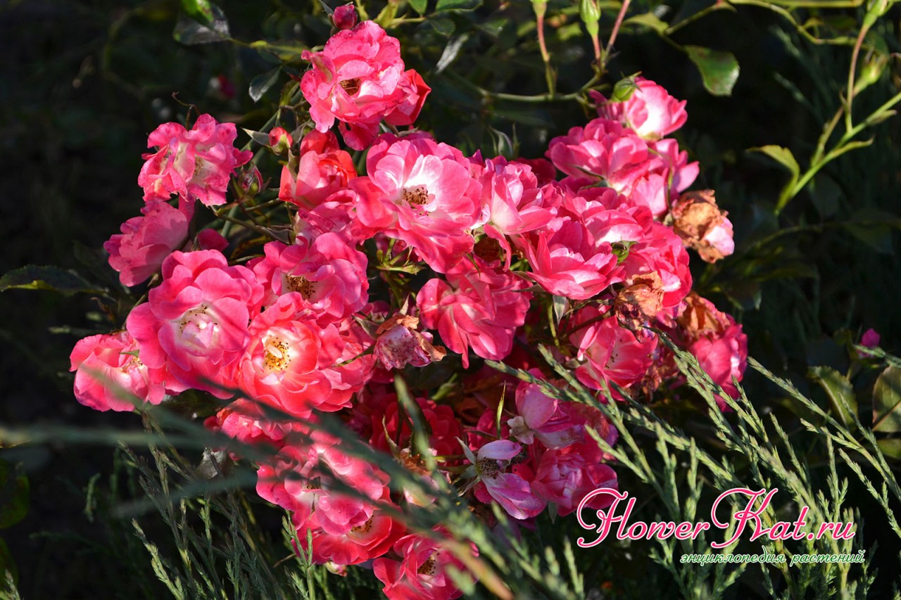 Яркие краски розы Фуксия мейяндекор привлекают к себе внимание - фото
