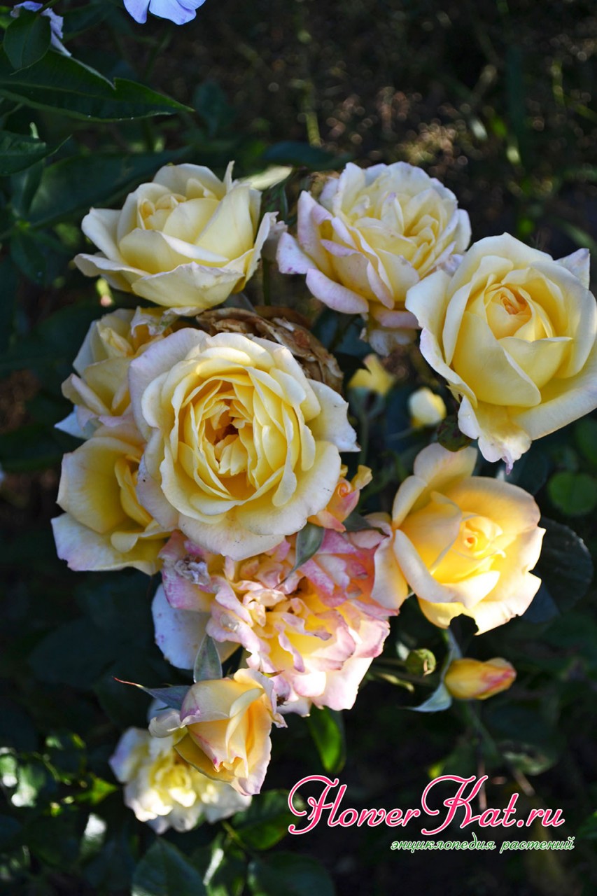Осеннее фото розы Мишка - сорт активно цветет - фотография