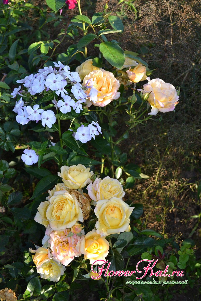 Цветение розы Мишка на нижних ветках - фото