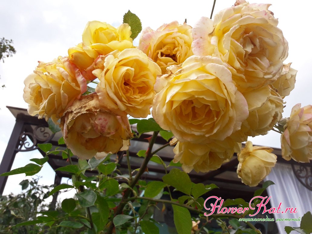 В каждом соцветии розы Мишка может быть до 15 бутонов - фото