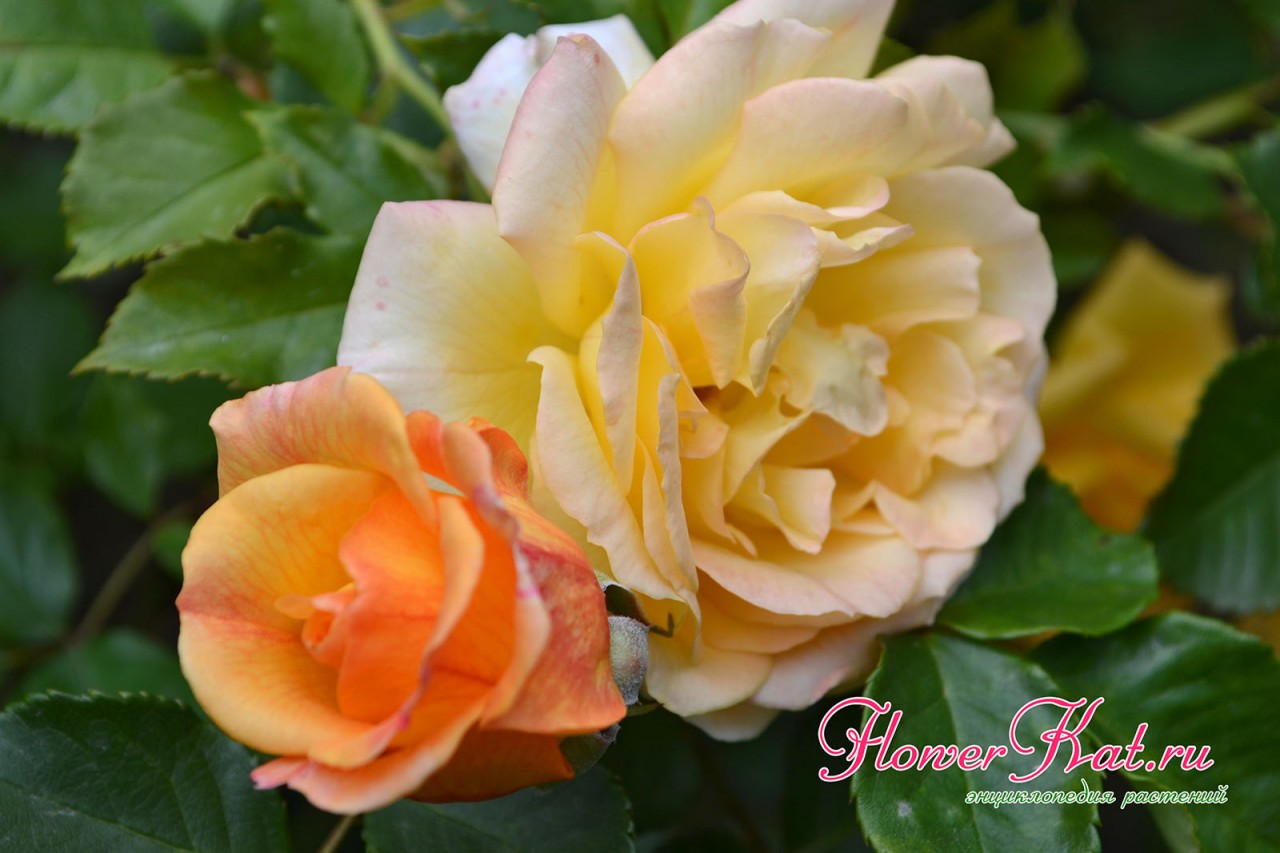 Молодые бутоны розы Мишка - насыщенно абрикосового цвета, стареющие цветы - выгорают до кремового и желтого - фото