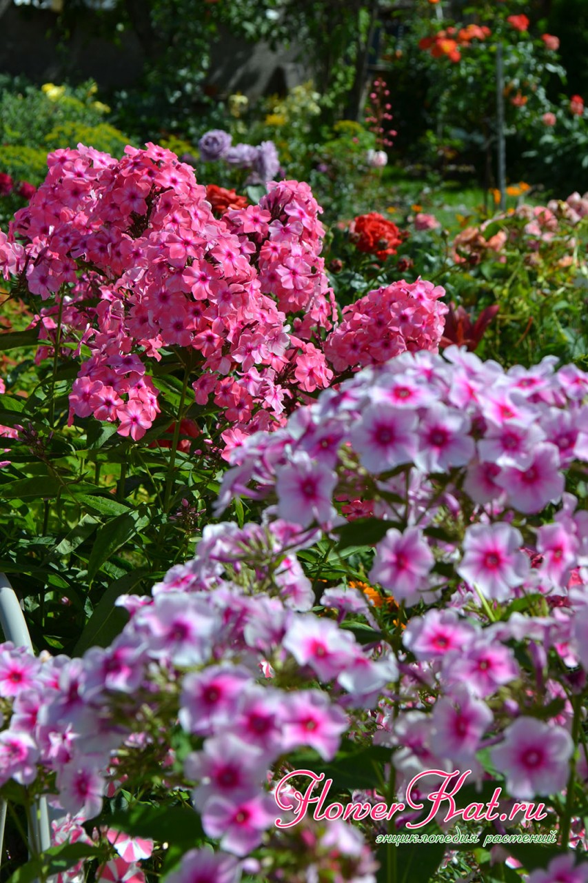 Свадебный - второе название флокса Розовый Иней благодаря праздничной и нежной расцветке - фото