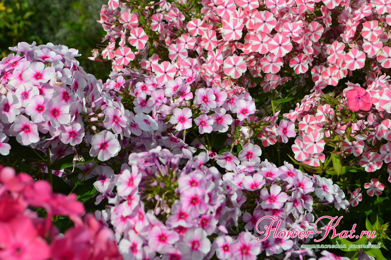Флокс Розовый Иней хорошо сочетается с другими сортами флоксов - фото