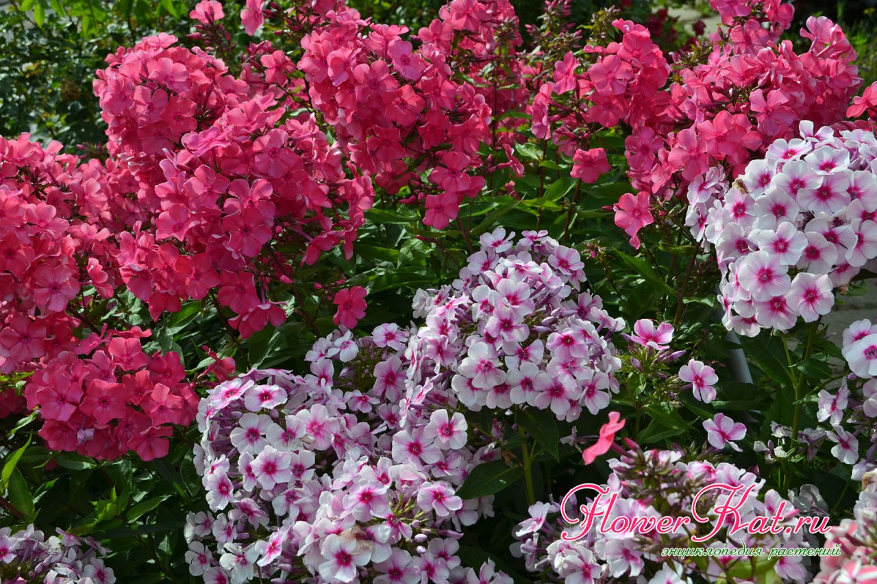 Изменение окраски флокса Розовый Иней в зависимости от срока цветения - фотография