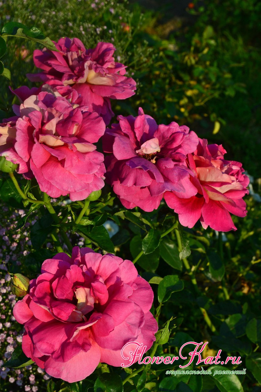 Завершение цветения розы Кроненбург - фото