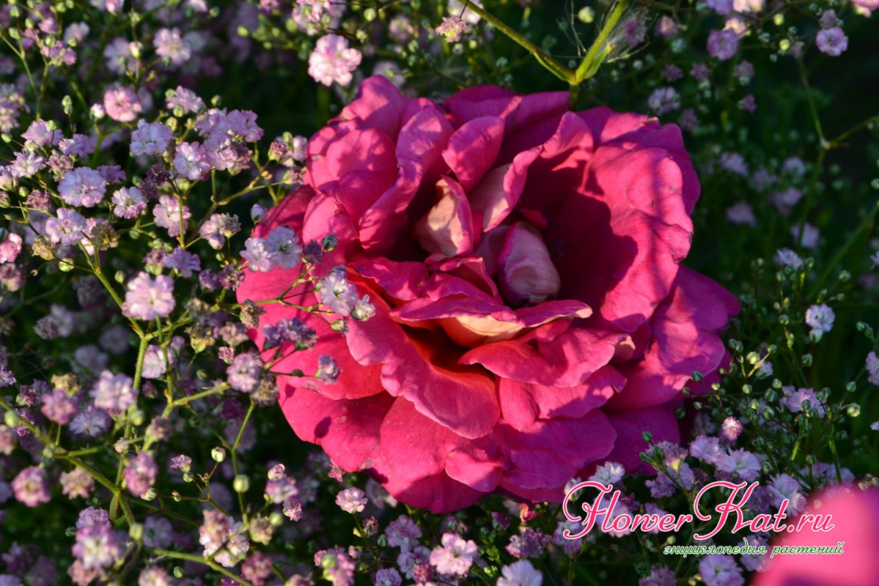 Крупные розы Кроненбург отлично смотрятся вместе с розовой гипсофилой - фото