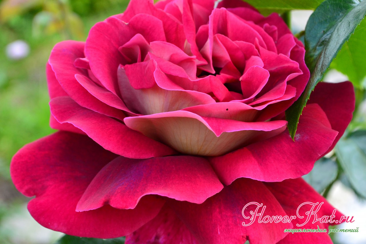 Кроненбург - великолепная чайно-гибридная роза с интересной окраской и огромными цветами