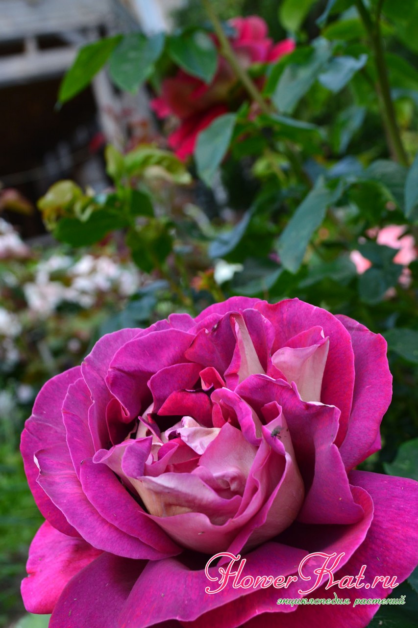 Глубокий фуксиевый оттенок начинает проявляться на розе Кроненбург - фотография