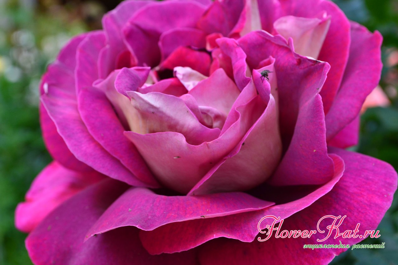Изменчивая окраска розы Кроненбург - фото