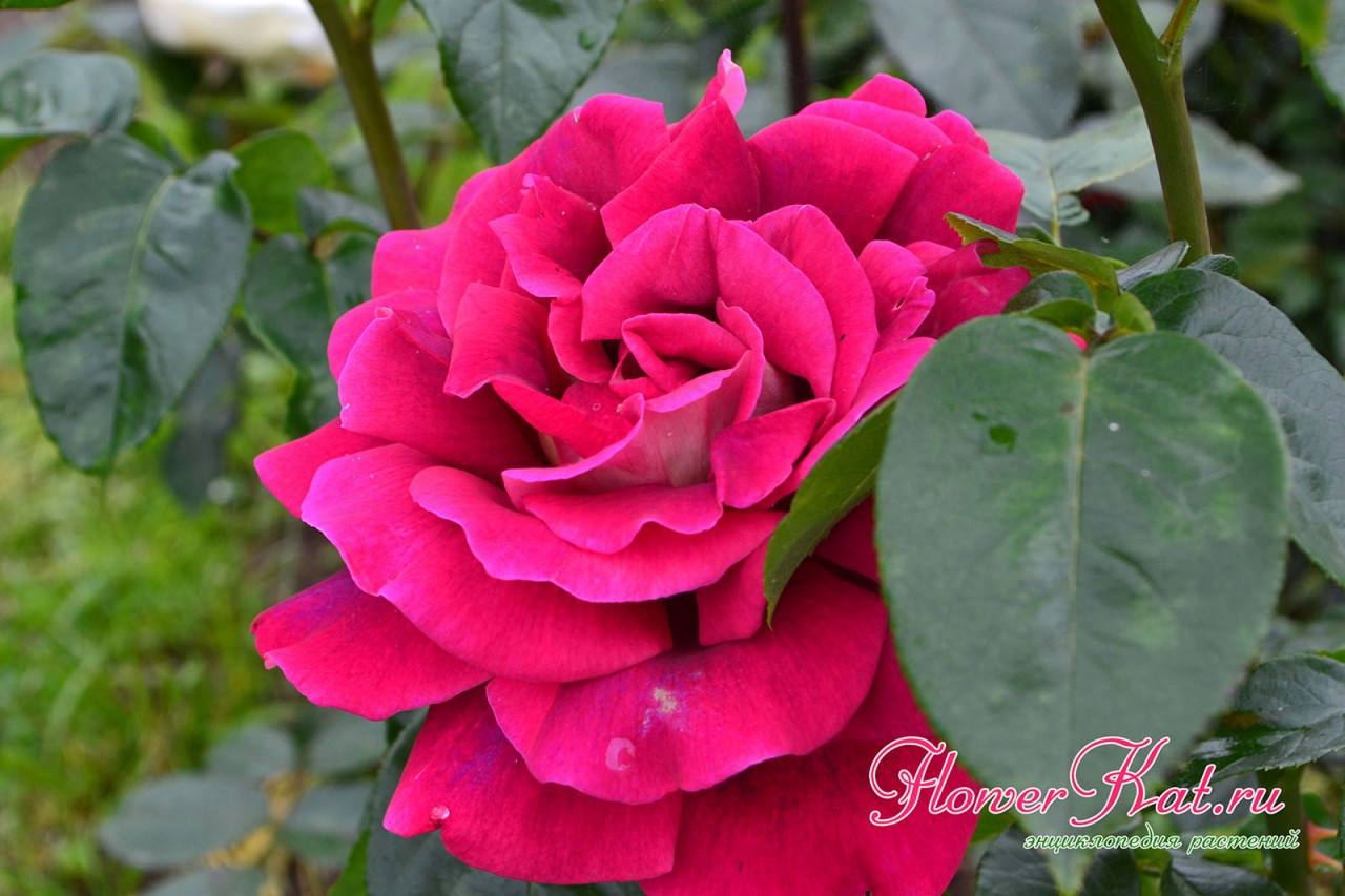 Крупные махровые цветы розы Кроненбург в каждом из которых до 50 лепестков - фотография