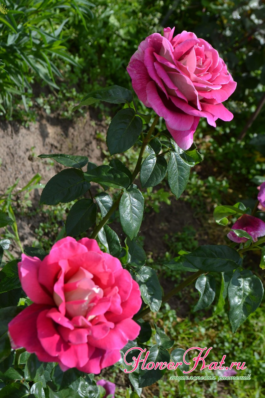 Роза Кроненбург вырастает в крепкий куст высотой от 80 до 150 см - фото