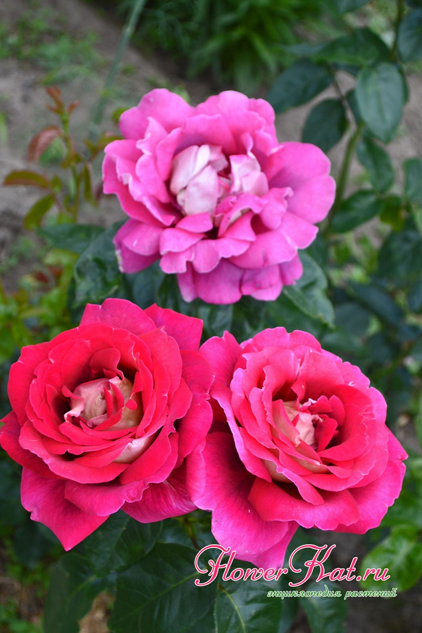 Три розы Кроненбург с разной окраской на одном кусте - фото