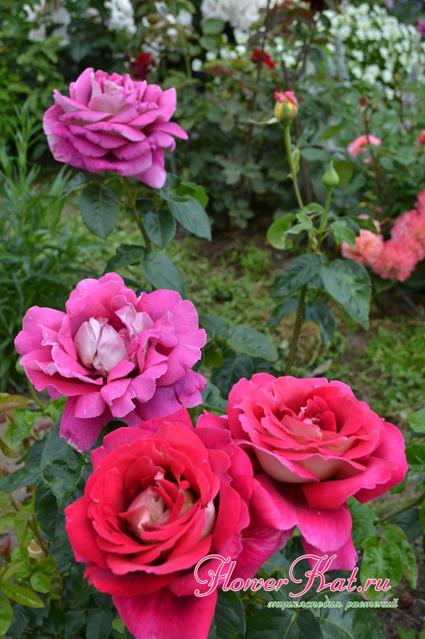 Несколько стадий цветения розы Кроненбург на одном фото