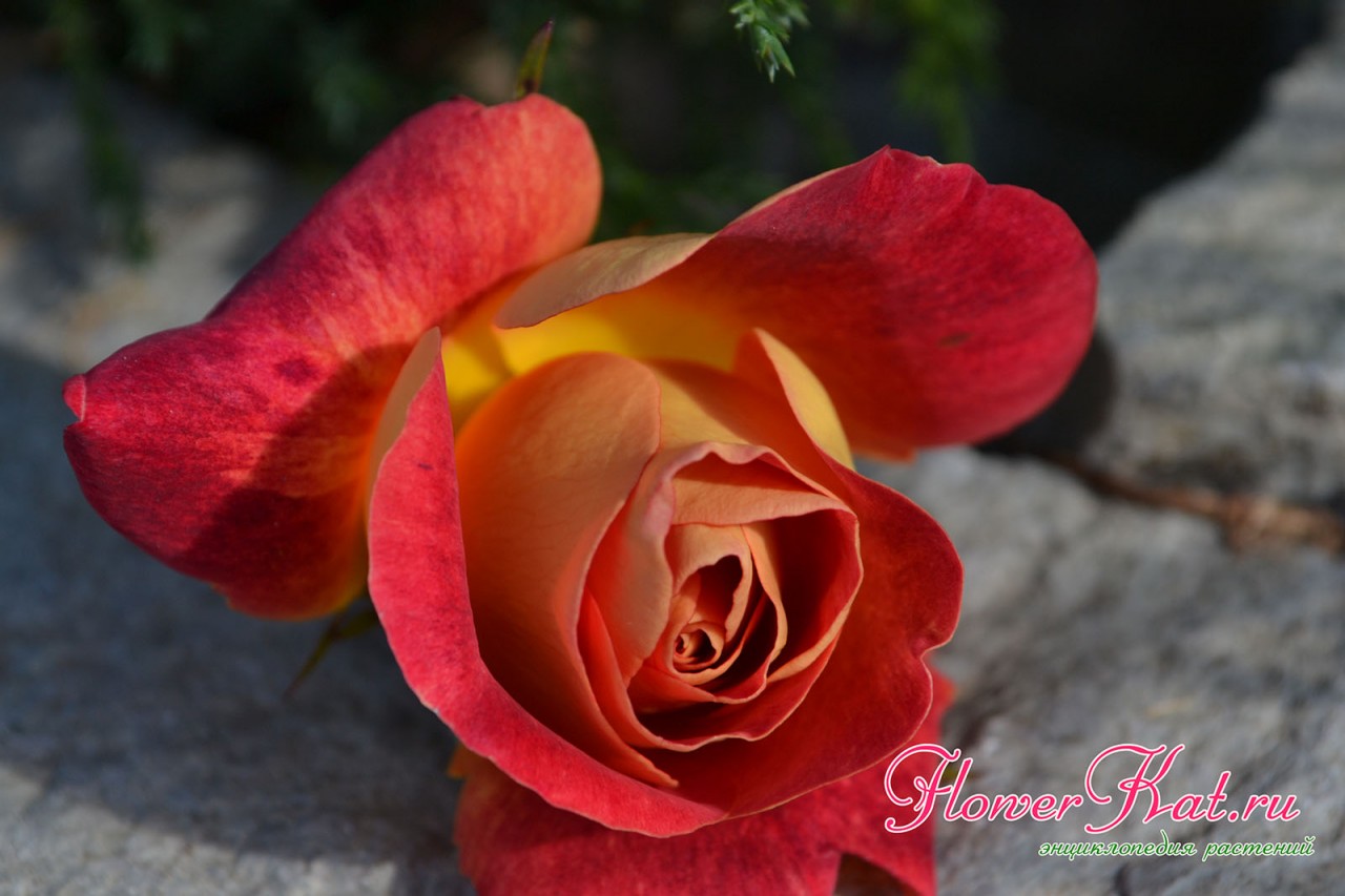 Края лепестков розы Приер де Сан Косм окрашены в более глубокие тона - фото