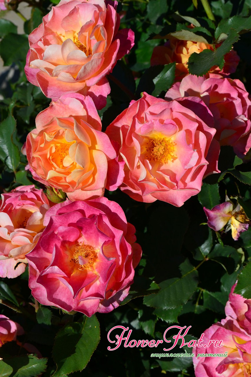 Яркая праздничная расцветка и удачное осчетание тонов на лепестках розы Приер де Сан Косм  - фотография