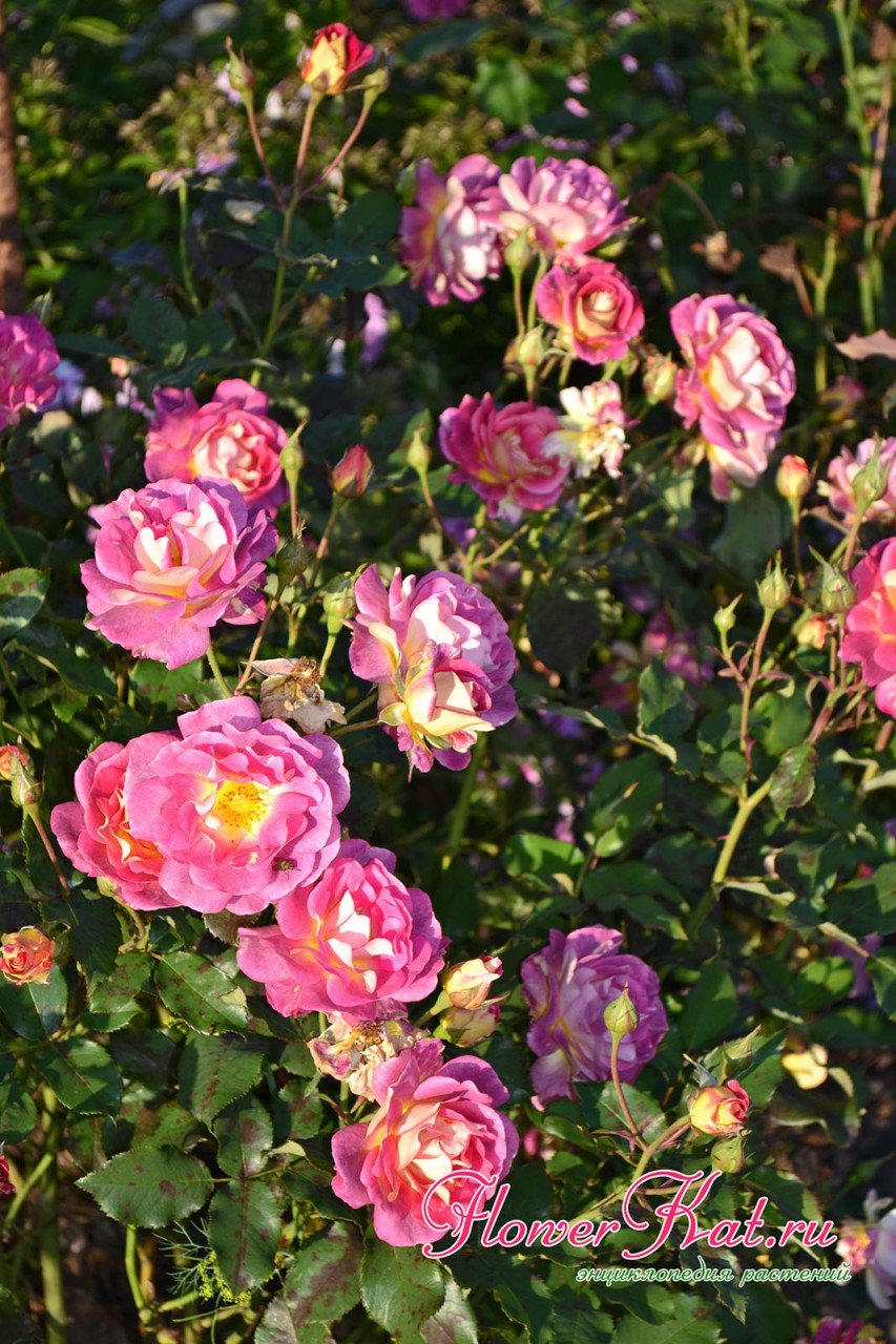 Вторая волна цветения розы Приер де Сан Косм  по интенсивности почти не уступает первой - фотография