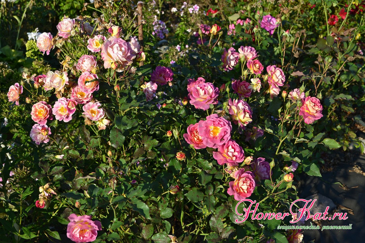 Роза Приер де Сан Косм формирует полураскидистый куст, высотой до 200 см - фото