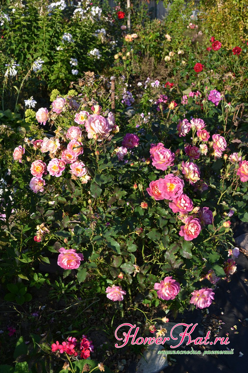 Даже во вторую волну цветения есть розы в нижней части куста розы Приер де Сан Косм - фотография