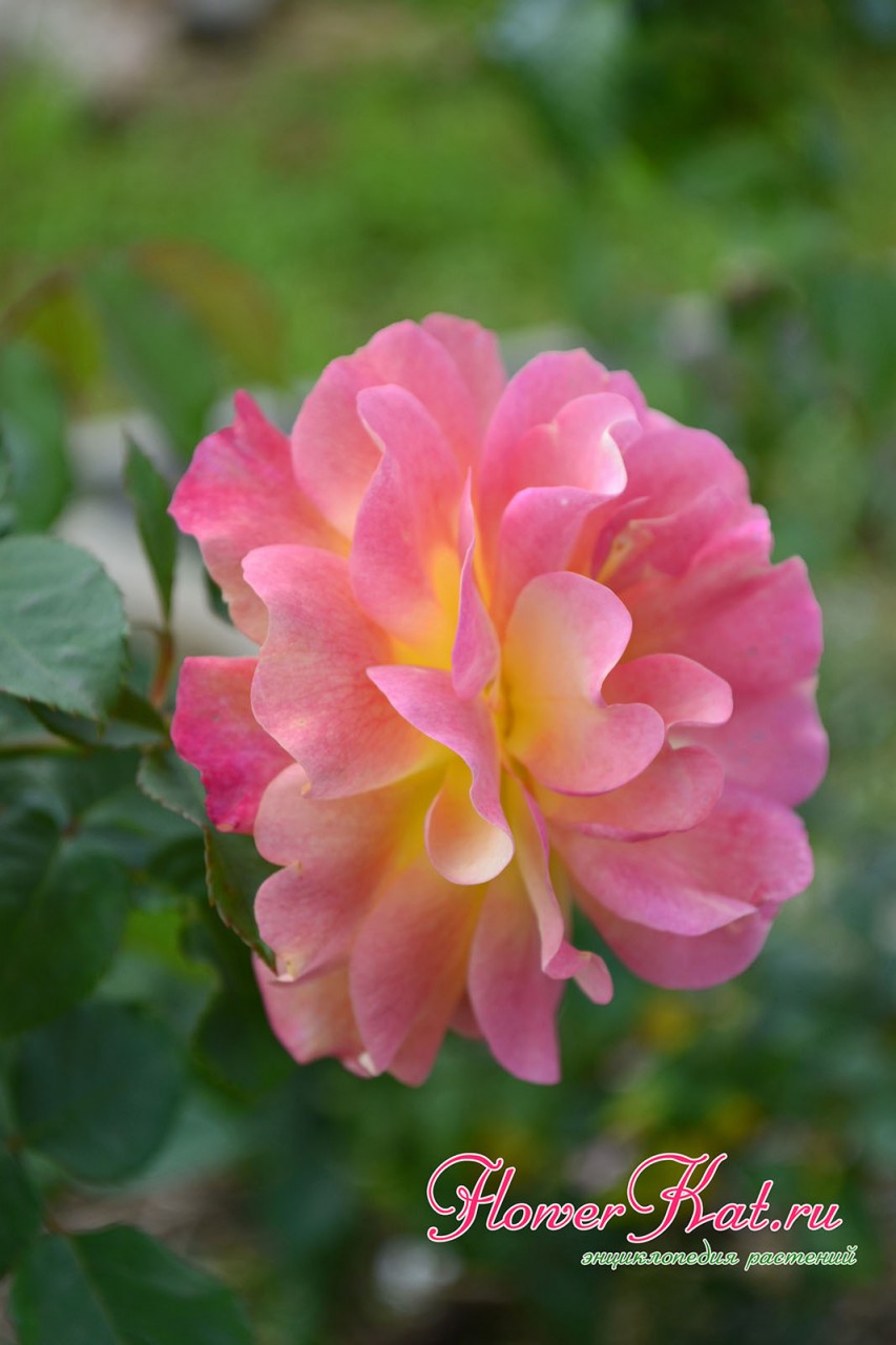 Сочетание красок на цветах розы Приер де Сан Косм зависит от множества факторов - фото