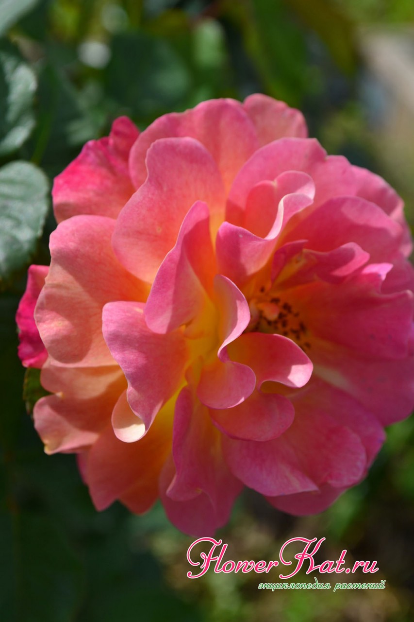 Самые яркие и нежные краски на лепестках розы Приер де Сан Косм
