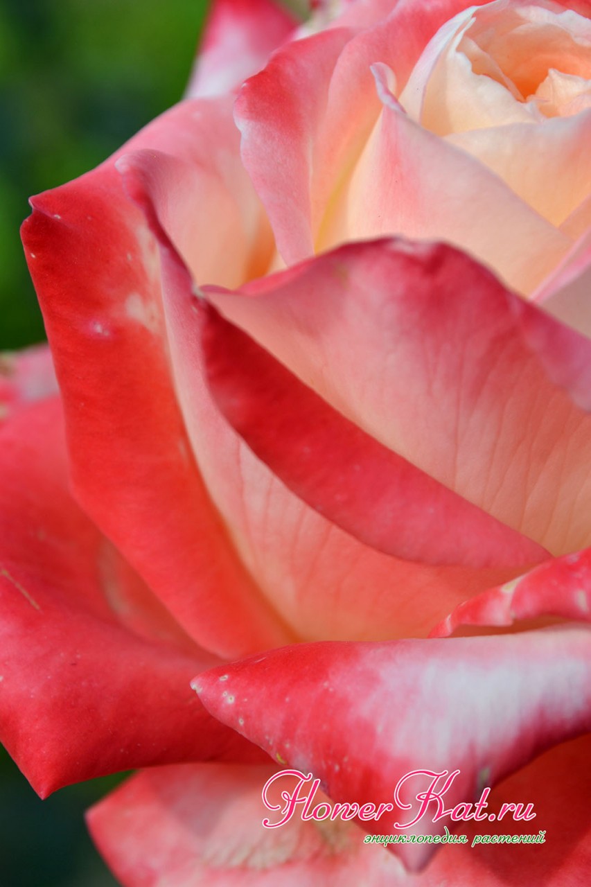 Удивительные цветовые переходы на лепестках розы Императрица Фарах крупным планом - фото