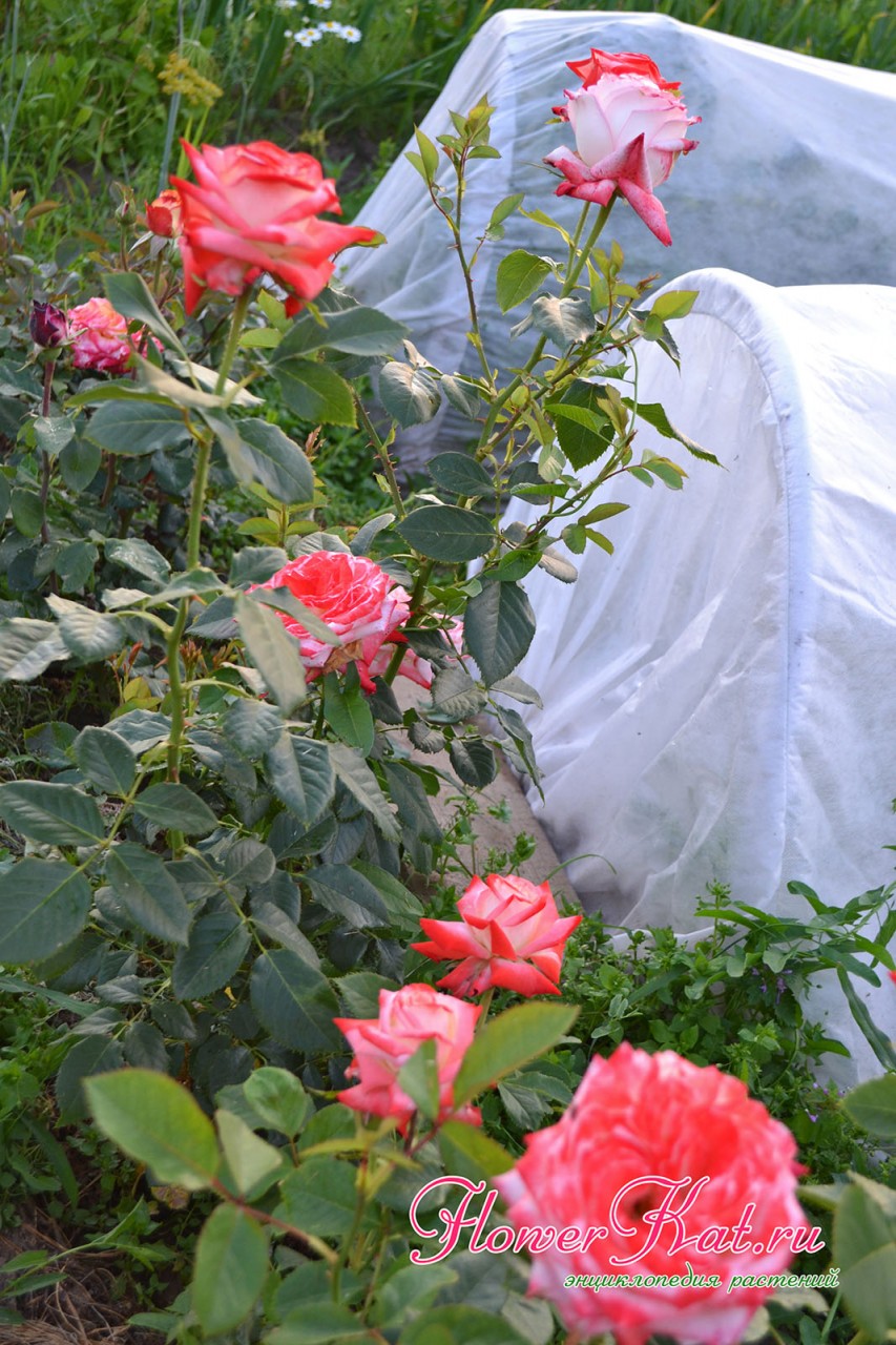 Фотография цветущего куста розы Императрица Фарах 