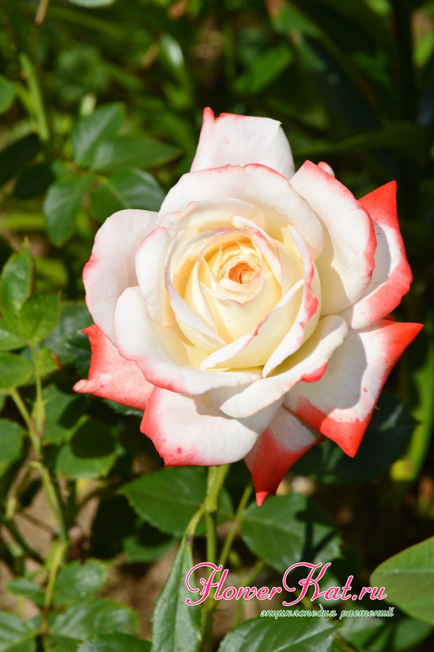 Цветы розы Императрица Фарах постепенно выгорают на солнце - фото