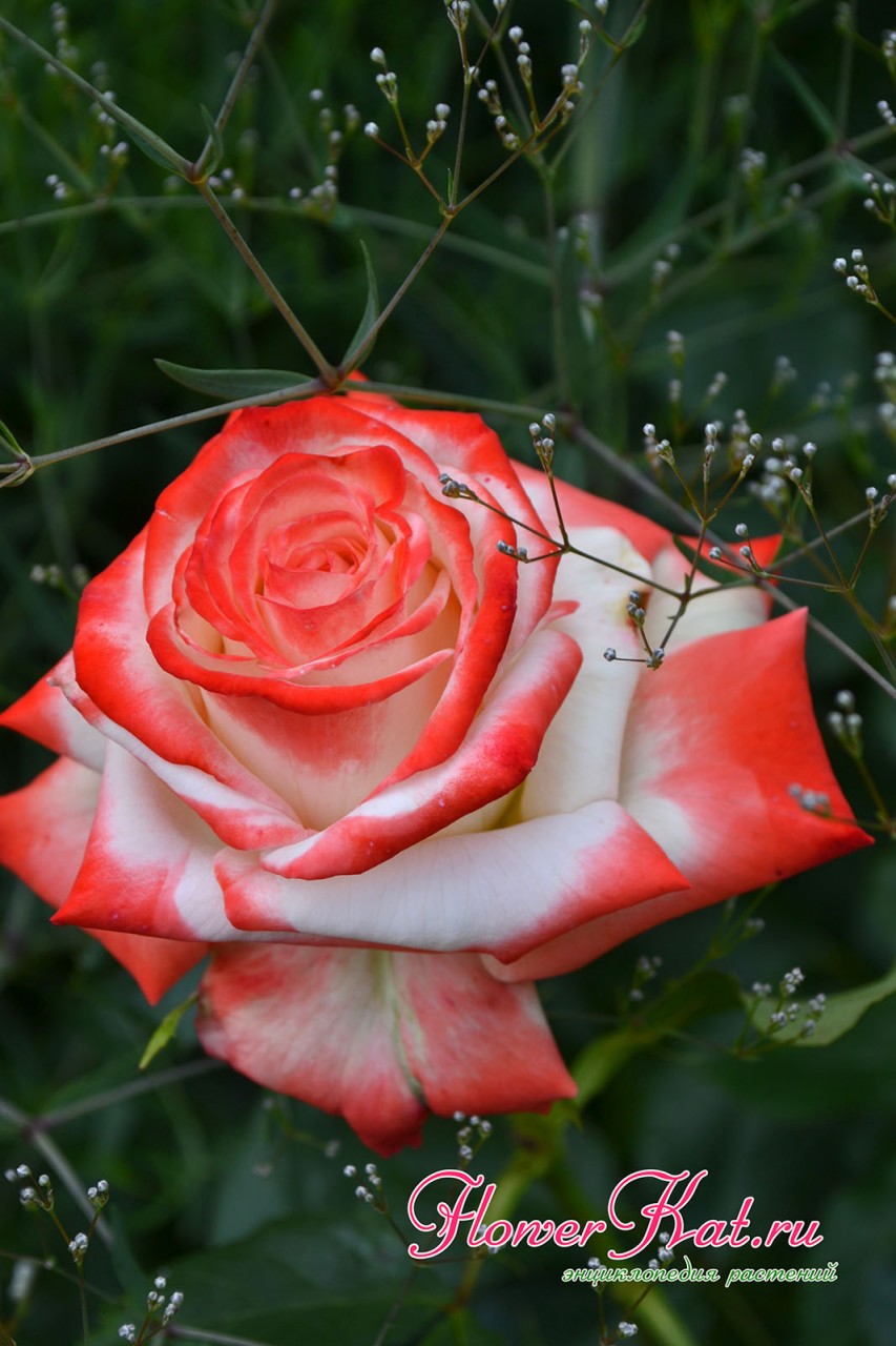Цветы розы Императрица Фарах выглядят великолепно благодаря контрасту на цветах - фото